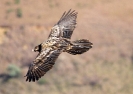 Bearded Vulture 01