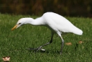 Cattle Egret 01