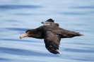 Giant Petrel 01