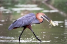 Goliath Heron 01