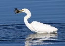 Great Egret 01