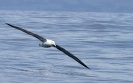 Royal Albatross 02