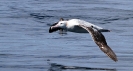 Wandering Albatross 01