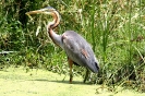 Purple Heron 01