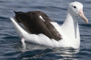 Royal Albatross 01